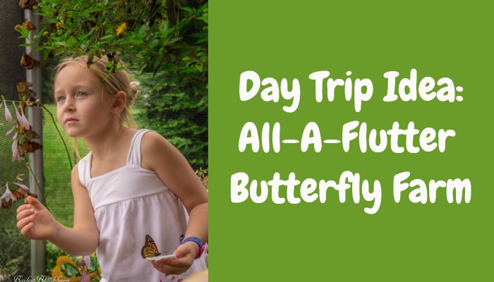 Day Trip Idea: All-A-Flutter Butterfly Farm
