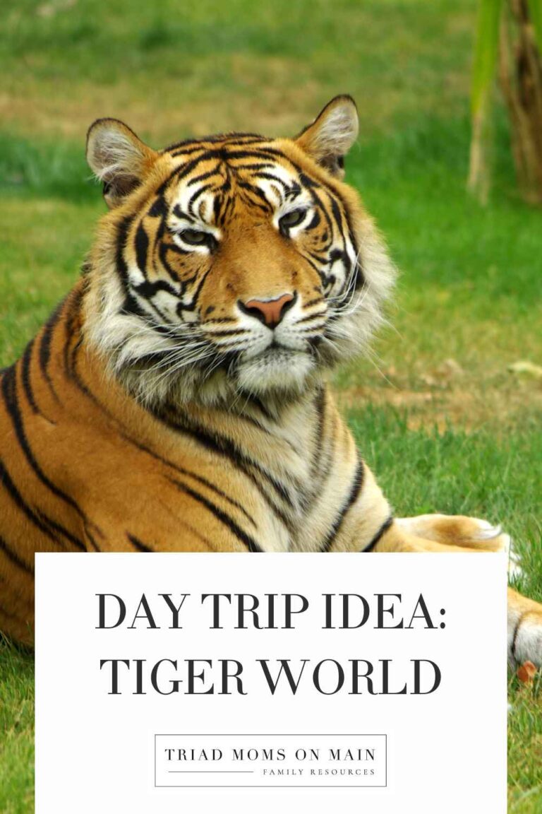 Day Trip Idea: Tiger World