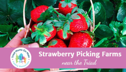 Pick-Your-Own Strawberry Farms in the Triad