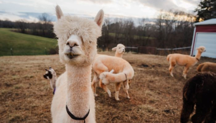 Day Trip Idea: Purple Alpaca Farms