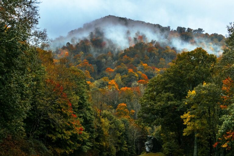 Newland_Blue Ridge Parkway_NCPN_Fall_1