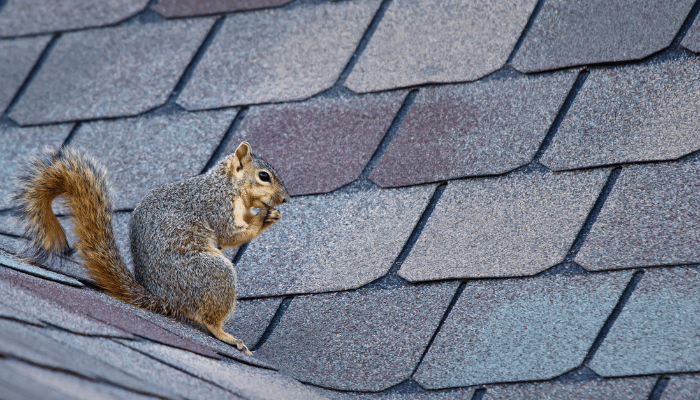 Wildlife nuisance in your home