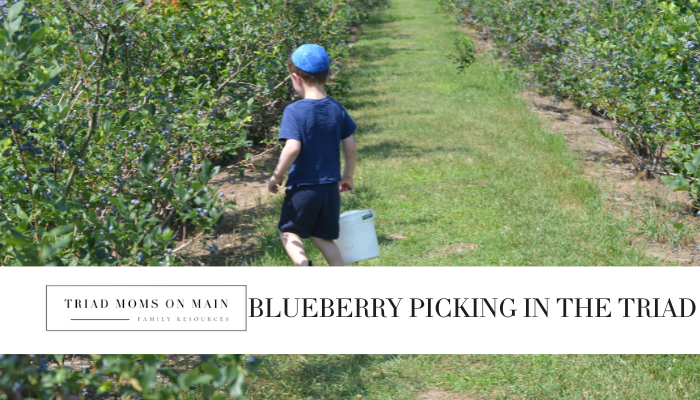 Blueberry Picking