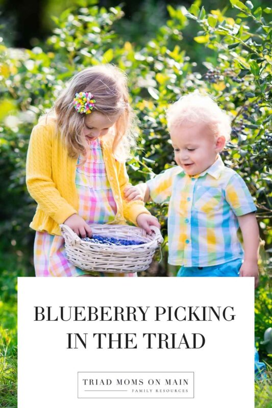 Blueberry Picking in the Triad