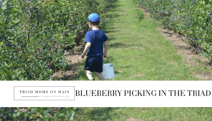 Blueberry Picking in the Triad