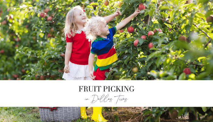Fruit Picking in Dallas