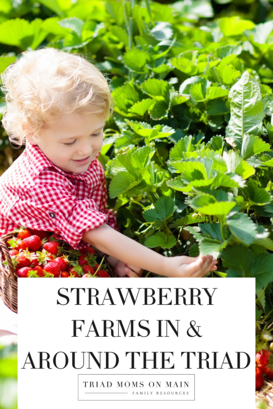 Strawberry Picking In the Triad