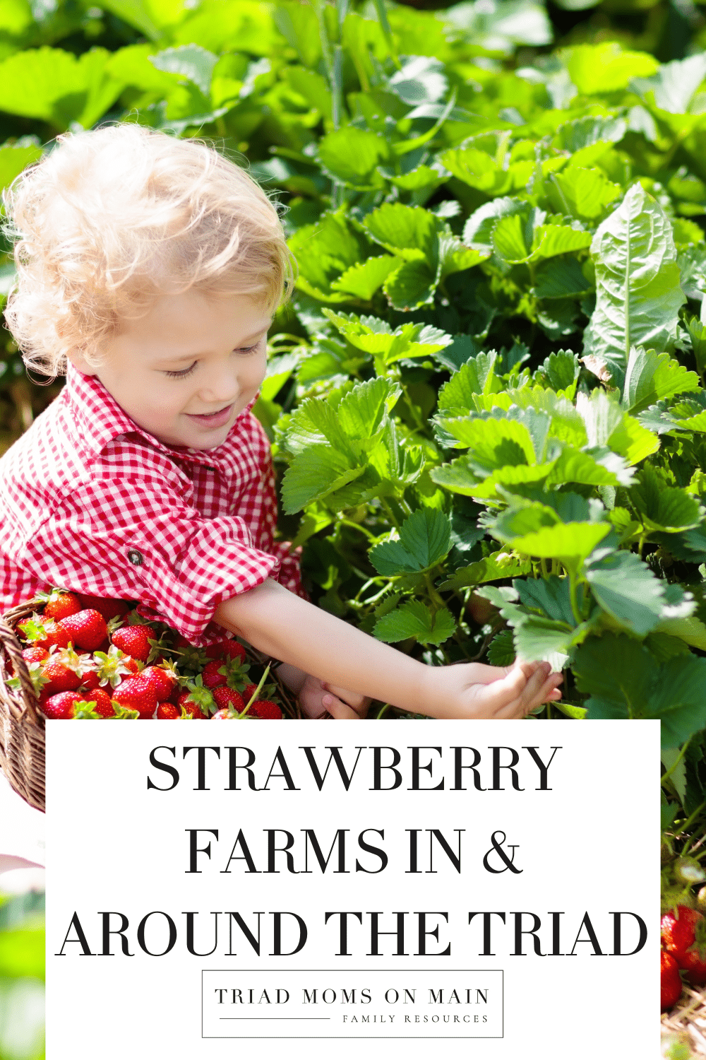 Strawberry Farms
