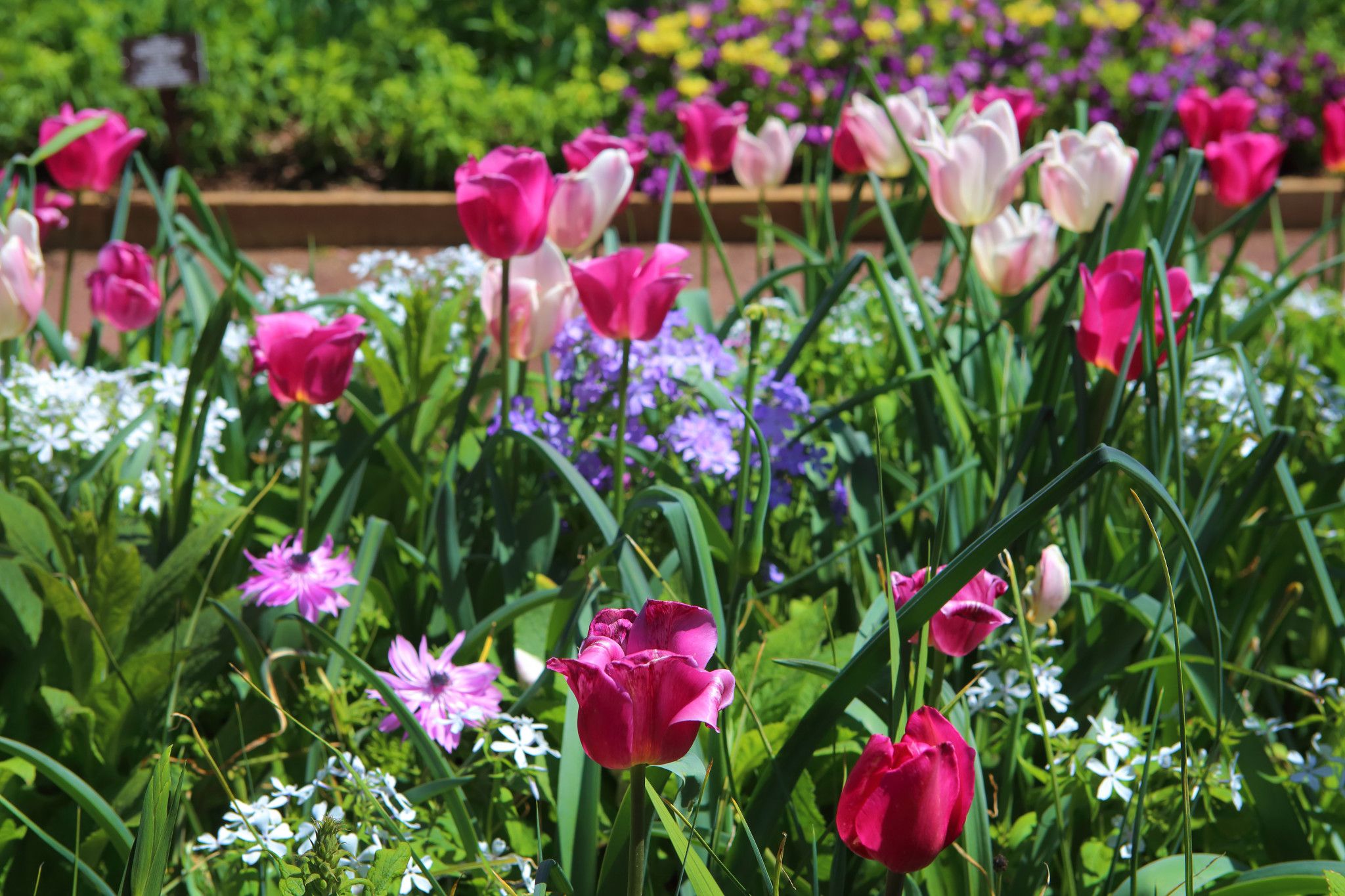 Tulips at Duke
