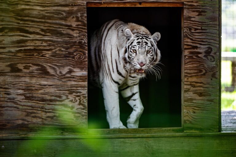 Animal Encounters at Conservators Center