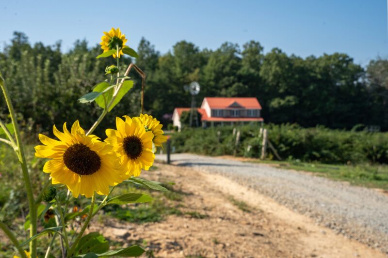 Pick Your Own Sunflower Fields in NC Justus Orchard Hendersonville, NC Bright yellow sunflowers bloom beside a gravel path leading to a red-roofed farmhouse at Justus Orchard in Hendersonville, North Carolina, with green orchards and trees in the background under a clear summer sky.