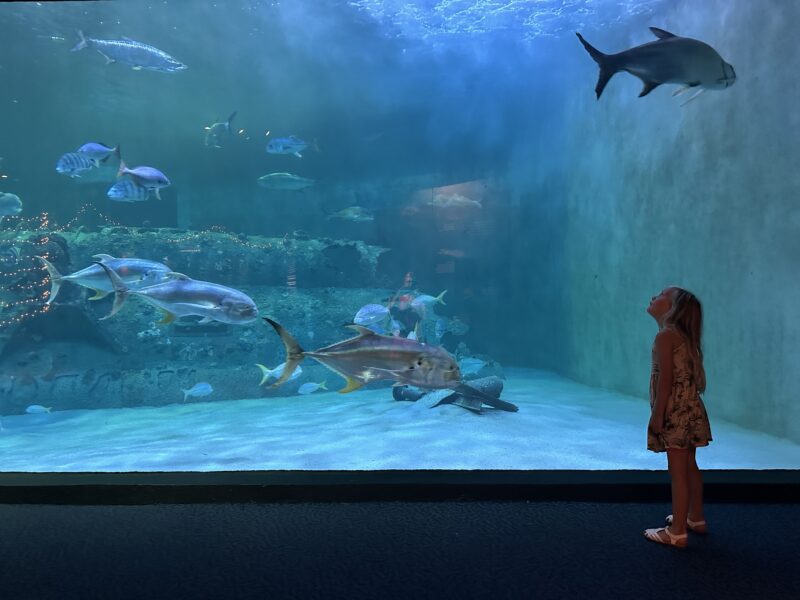 NC Aquarium at Pine Knoll Shores Shark tank