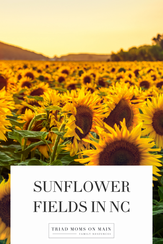 Sunflower fields