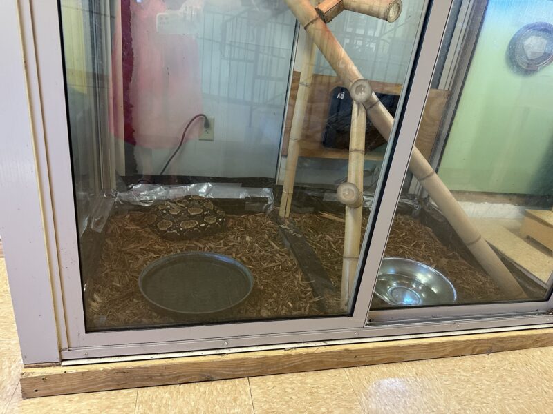 Snake in cage at Wildlife Education Center | Science Museum Greensboro NC