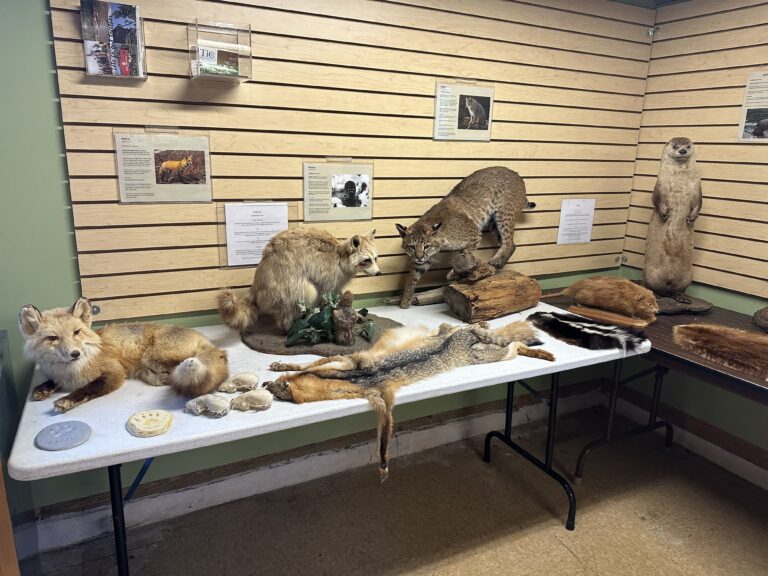 Wildlife Education Center | Science Museum Greensboro NC