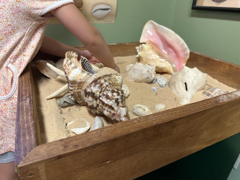 Sensory Bin of Sand and Sea Shells