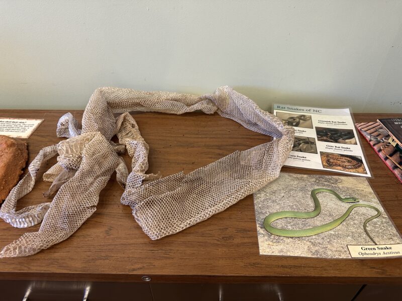 Wildlife Education Center Science Museum Greensboro NC snake skin