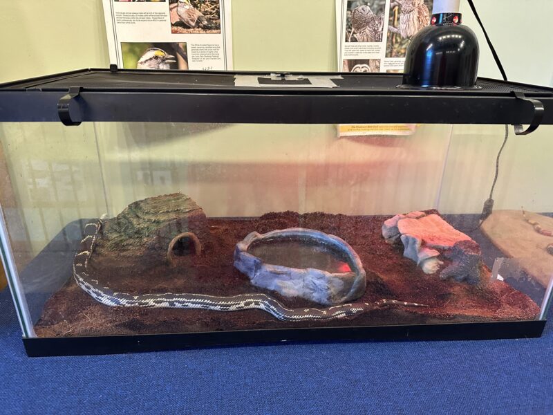 Snake in Cage at Science Museum Greensboro NC