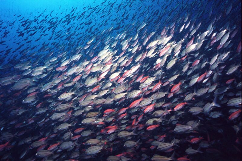 Hatteras