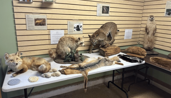 Wildlife Education Greensboro Museum