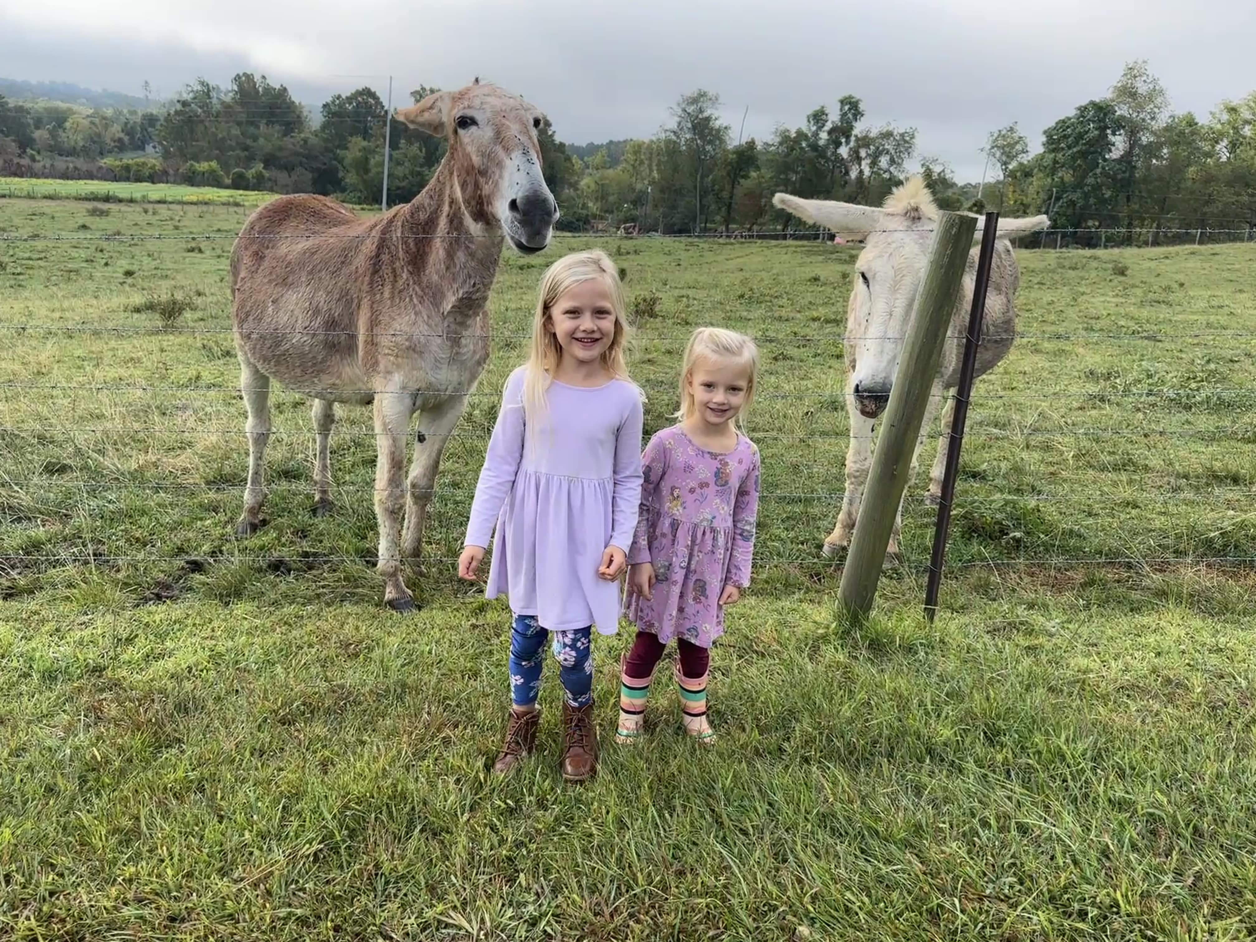 girls in front of donkeys 