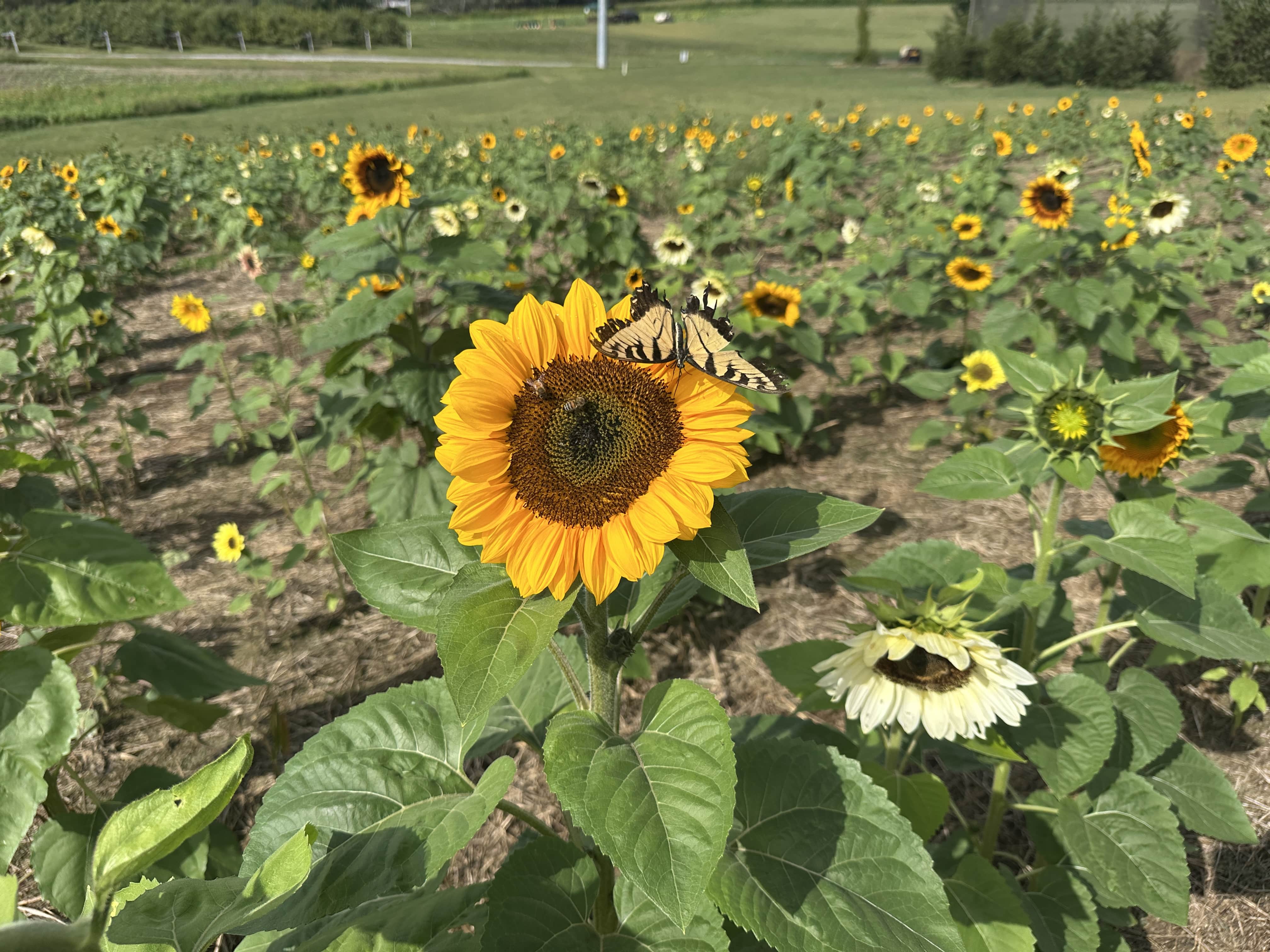 U pick sunflowers at stepp's hillcrest orchard in Hendersonville, NC