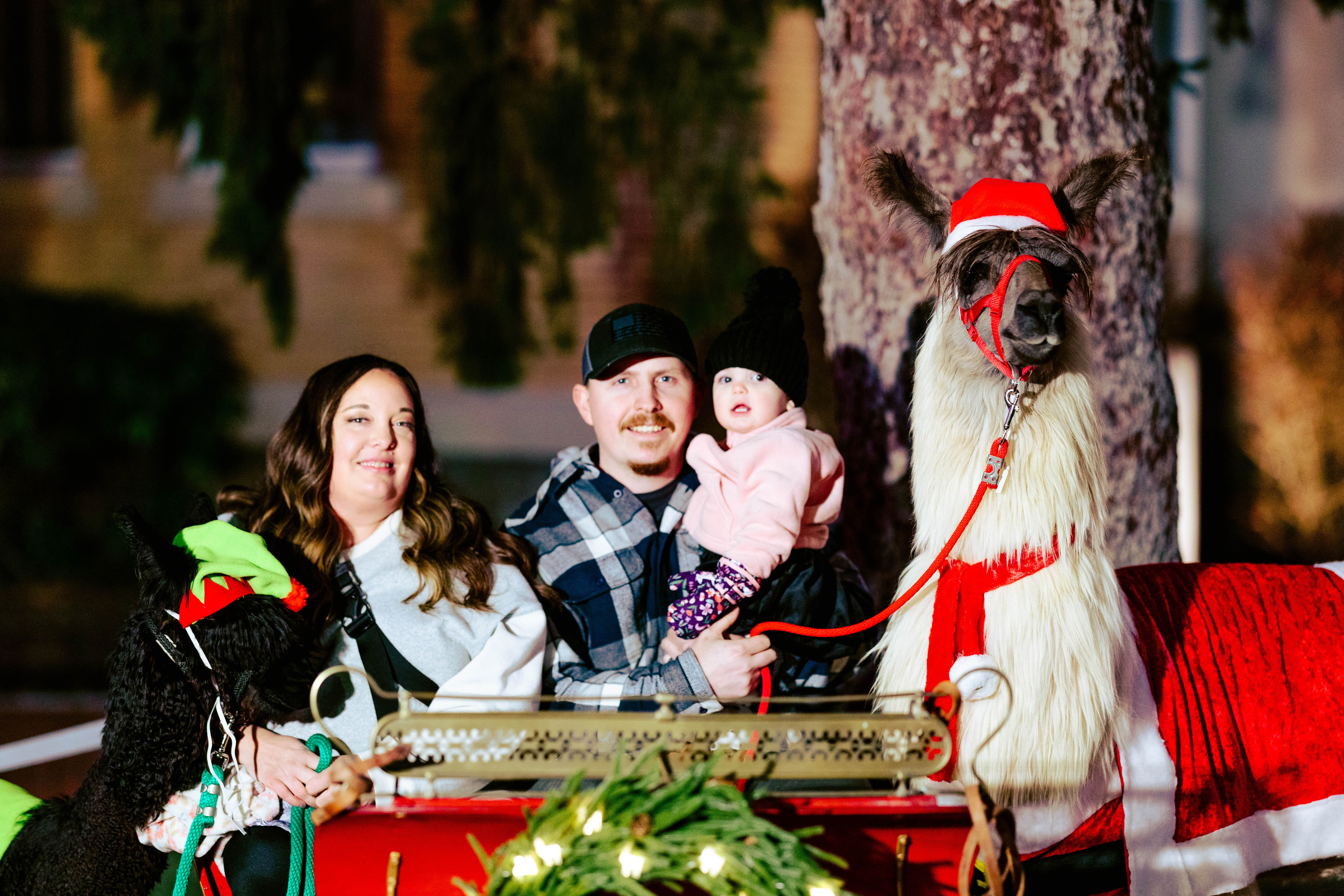 Holiday-Llamas-on-Main-Street-3850-CREDIT-Jared-Kay-min