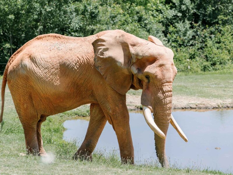 Elephant at NC Zoo in Asheboro