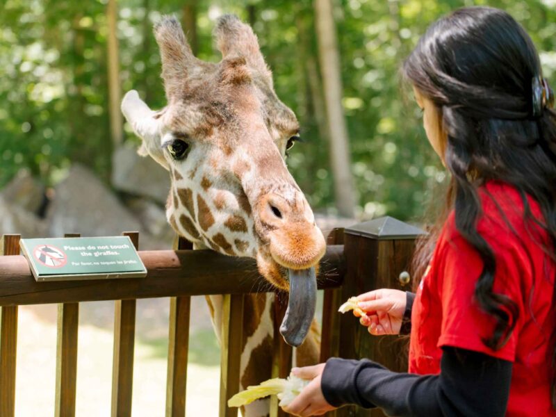 Giraffe at NC Zoo in Asheboro