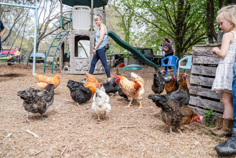 Chickens at Avery Family Farm in Durham