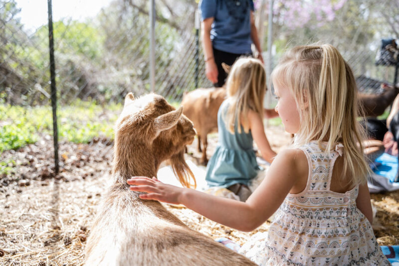 Girl Petting Goat at Avery Family Farm in Durham
