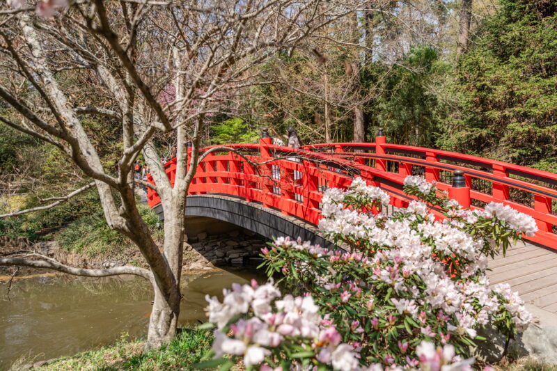 Red Bridge at Sarah P. Duke Gardens in Spring