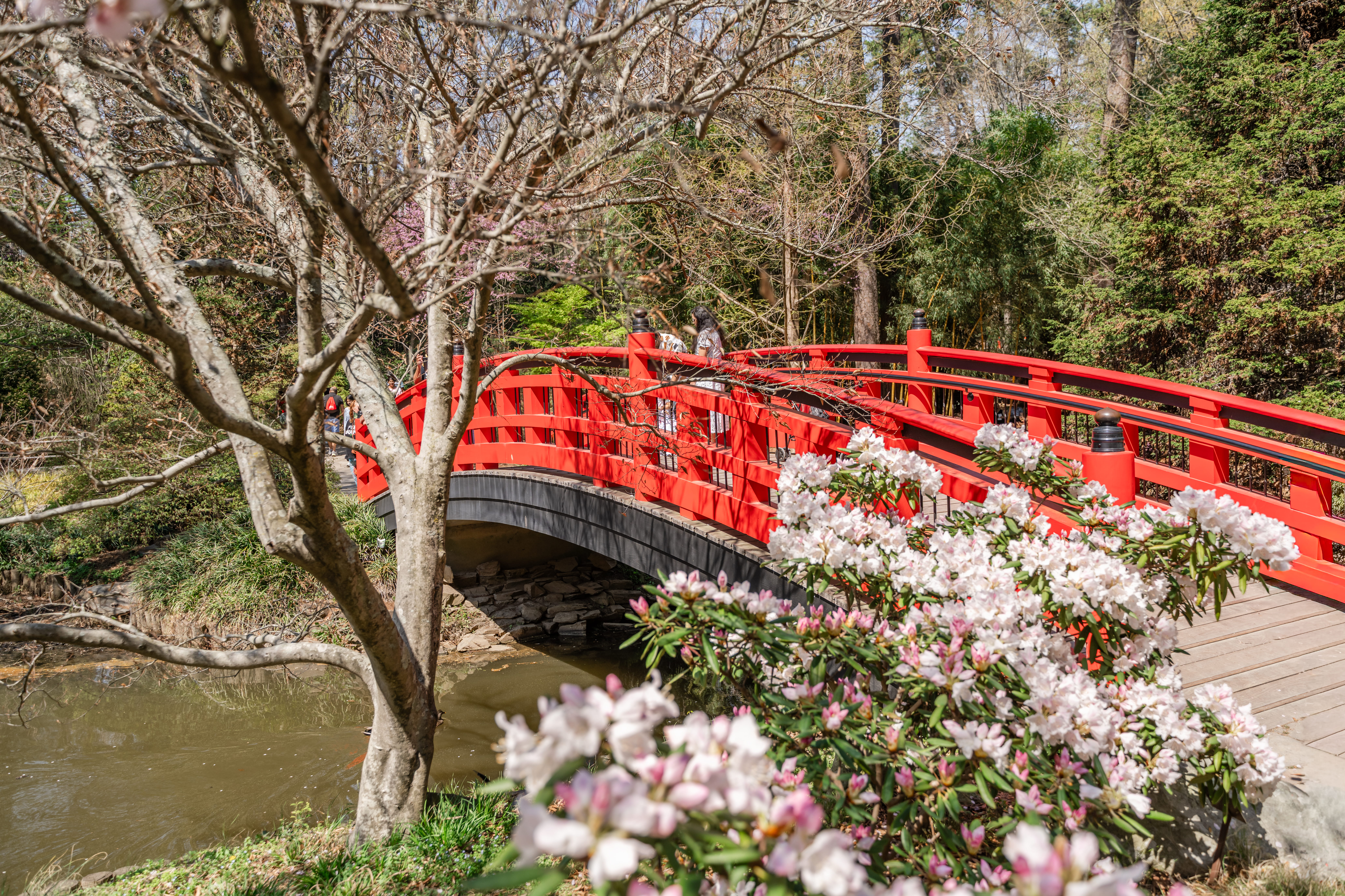 Red Bridge at Sarah P. Duke Gardens in Spring