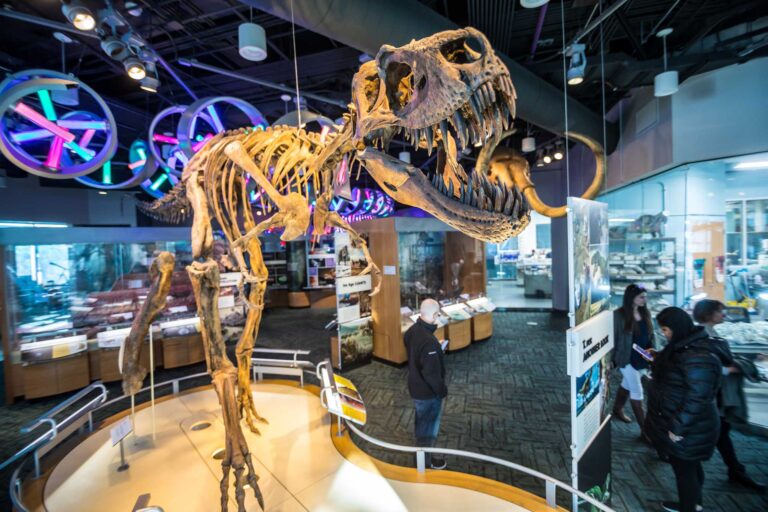 Museum of Natural Sciences Downtown Raleigh Large T-Rex Fossil Exhibit