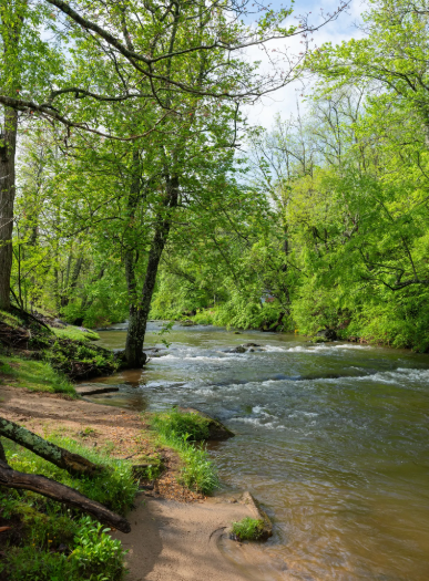 Sparta, NC river creek in the summer