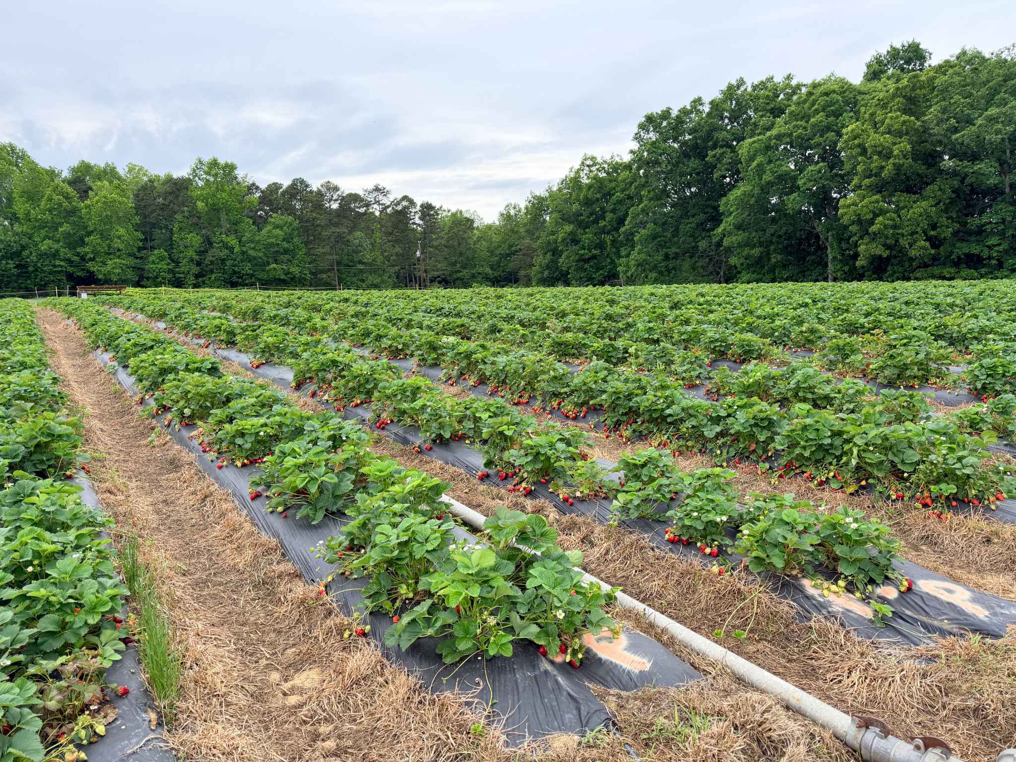 Strawberry field at Ingram's Farm in High Point, NC