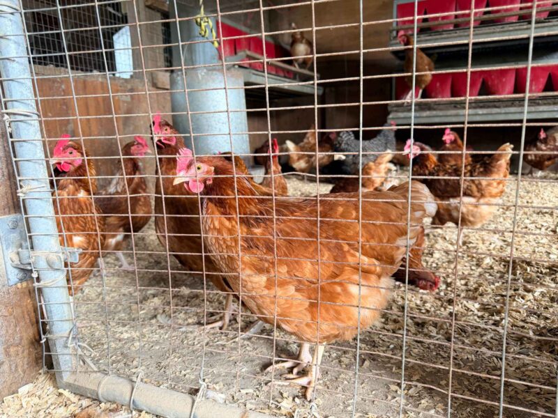 Ingram's Farm in High Point, NC