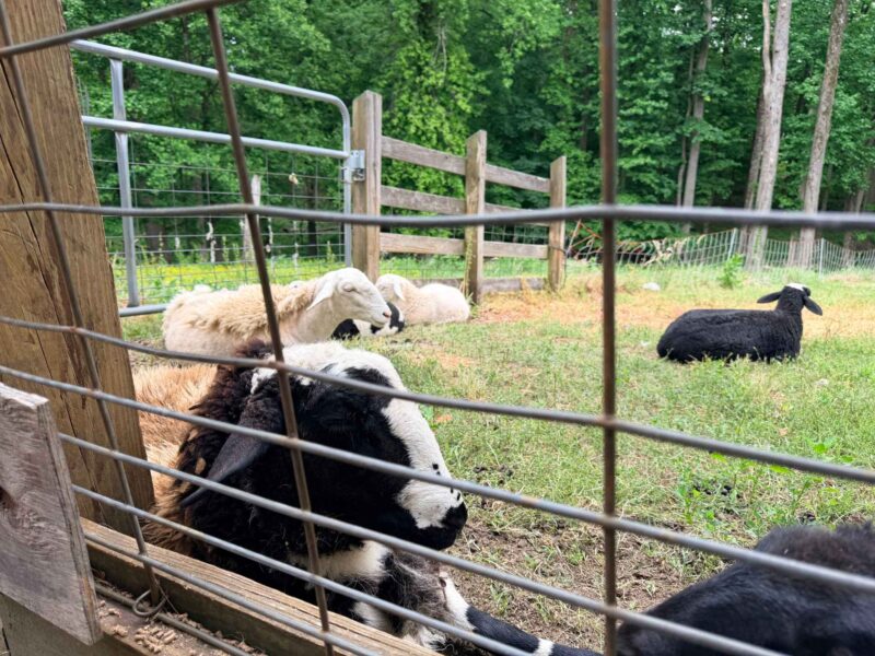Sheep at Ingram's Farm in High Point, NC