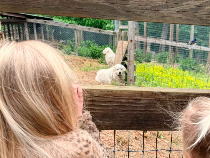Little girl looking at dogs