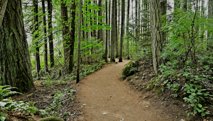 Family Friendly Hiking Trails