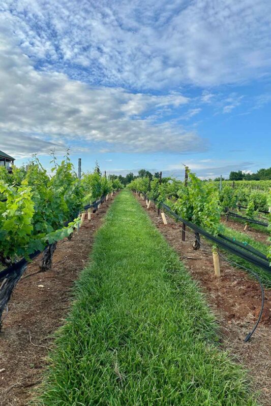 Vineyard at Rayson Winery in Mocksville, NC