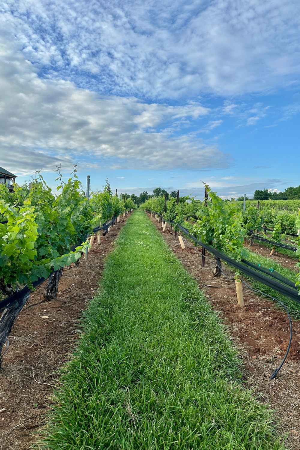 Vineyard views at Rayson Winery Mocksville NC