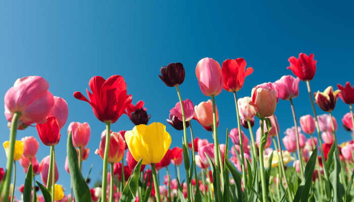 Spring Bucket List
