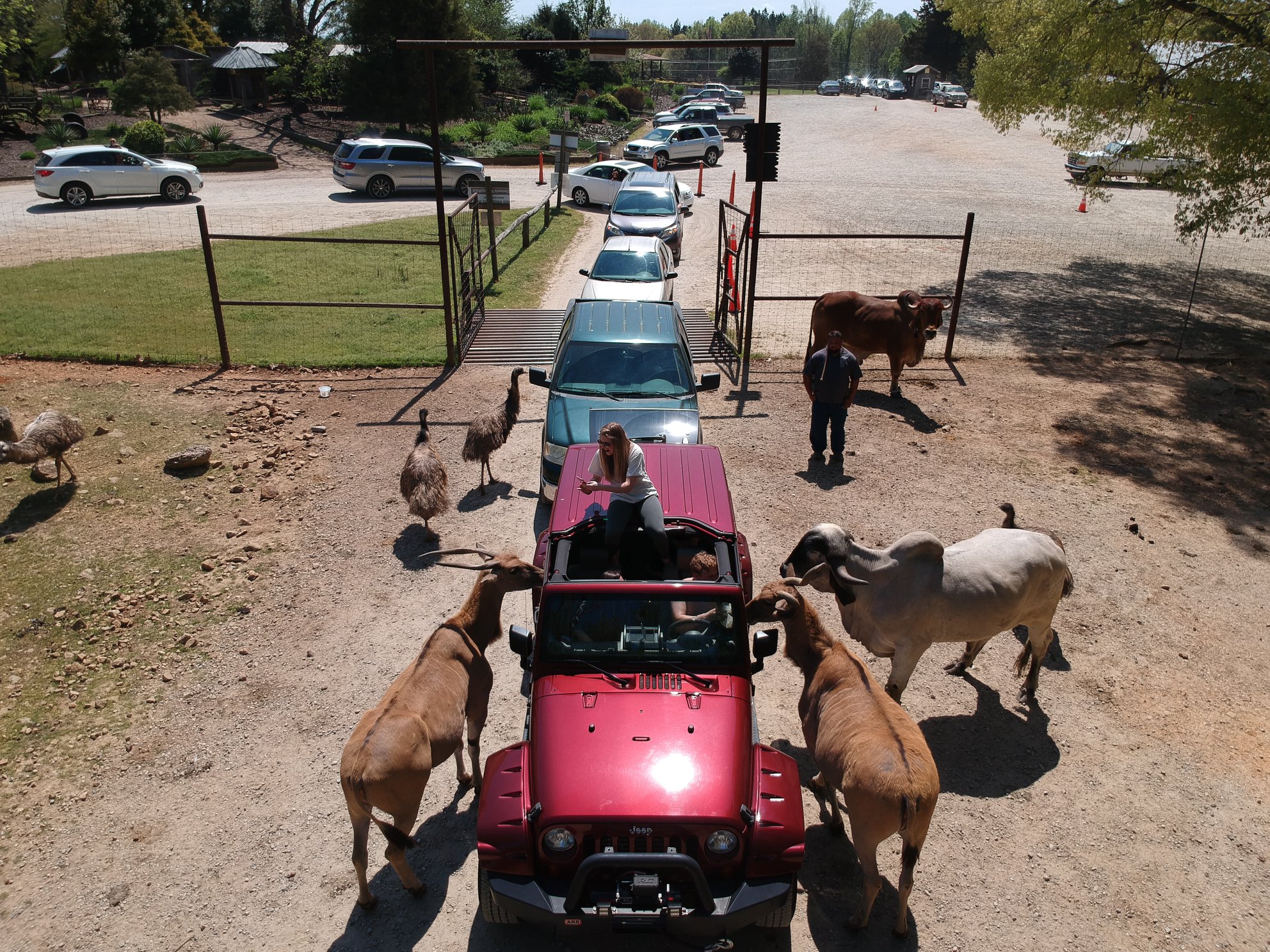 Lazy 5 Ranch Animals