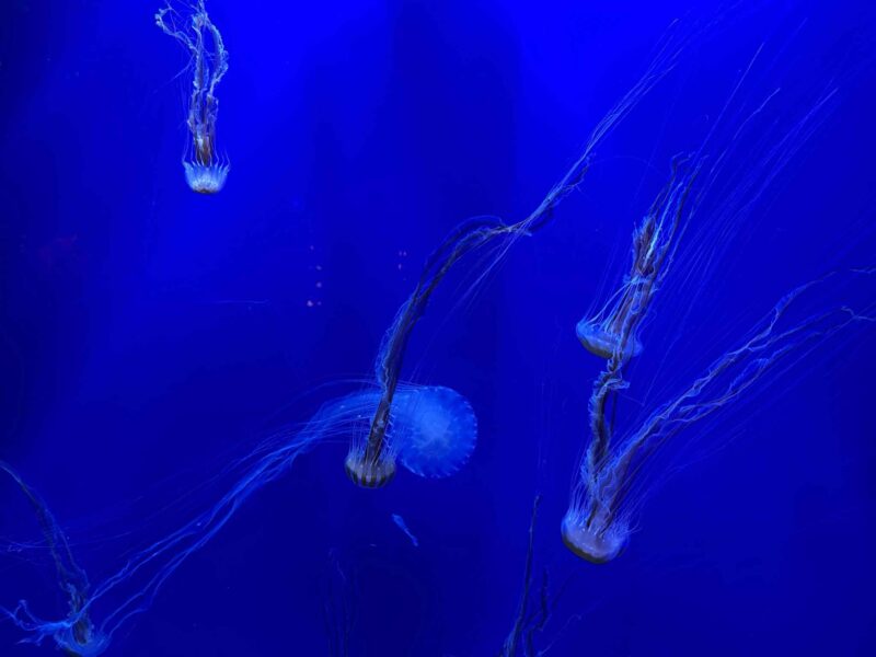 the NC Aquarium at Pine Knoll Shores