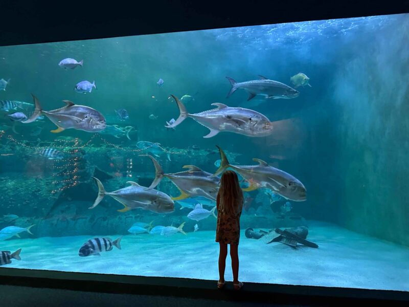 the NC Aquarium at Pine Knoll Shores