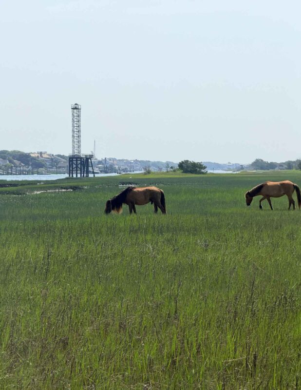 Horse at Beaufort, NC Pictures (54)