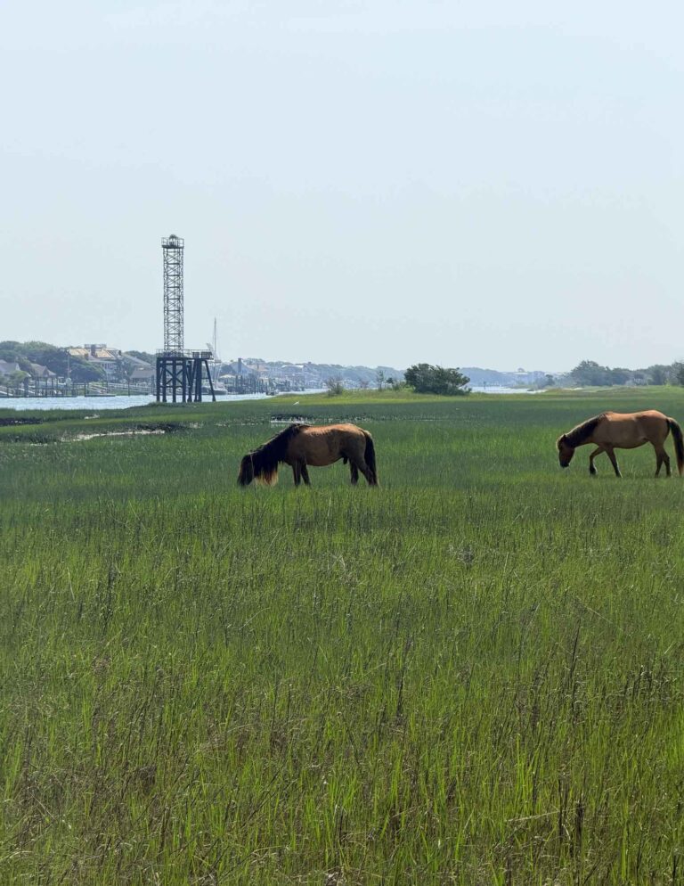Horse at Beaufort, NC Pictures (54)