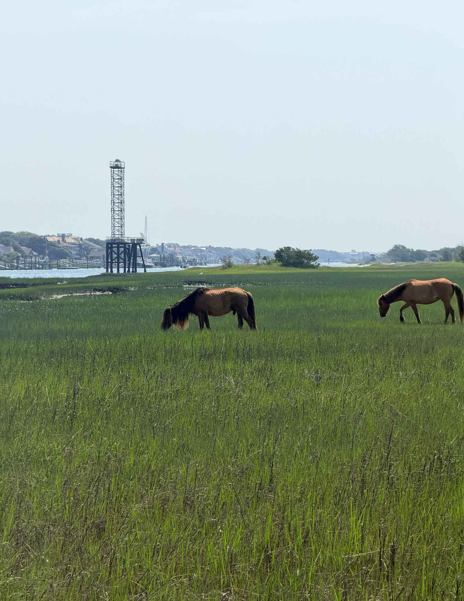 Horse at Beaufort, NC Pictures