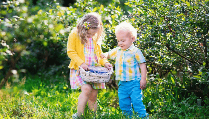 Blueberry Picking